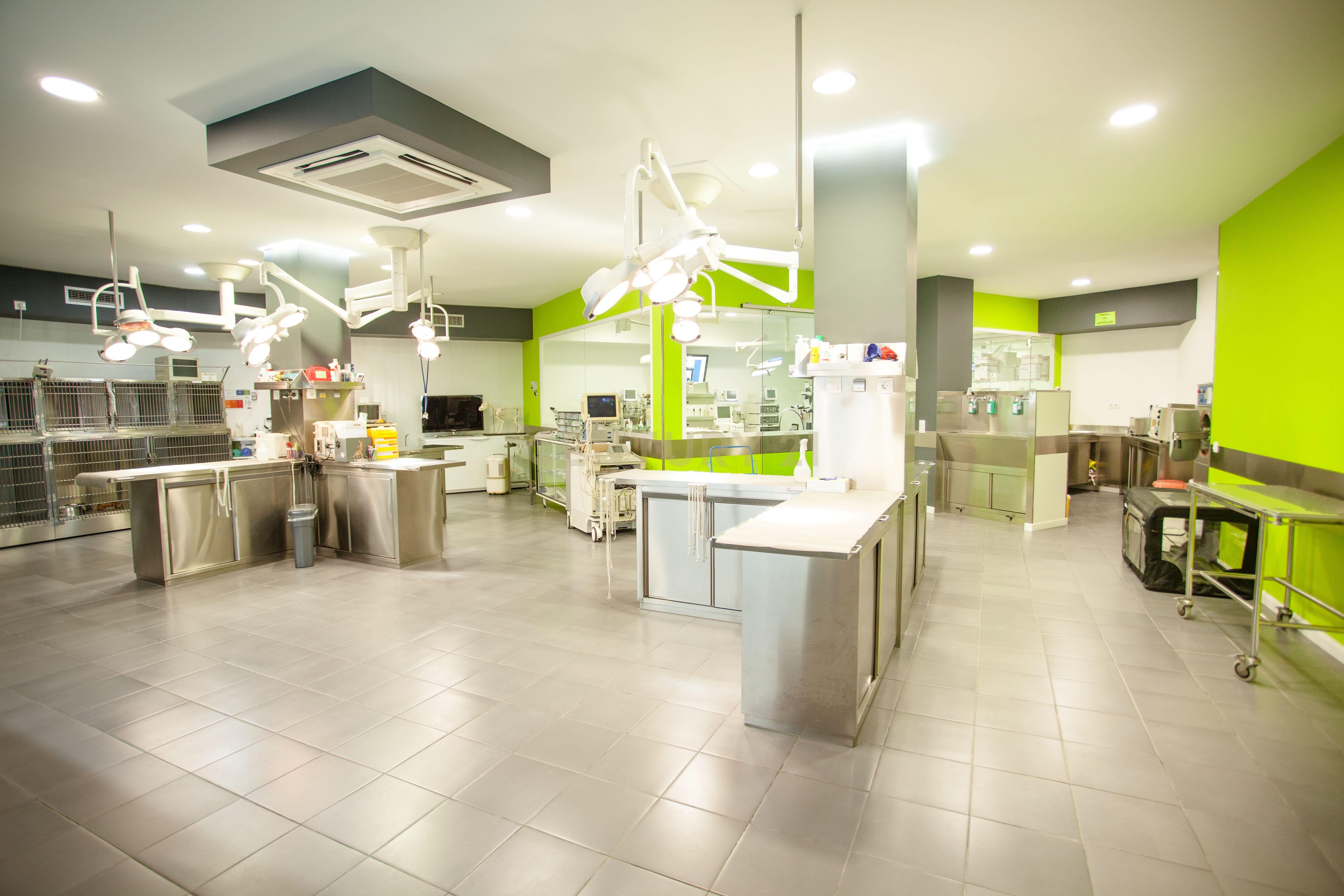 Negócio – Hospital Veterinário no centro de Santarém - Image 4
