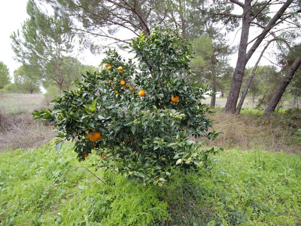 Quinta em Mora - Alentejo - Image 39