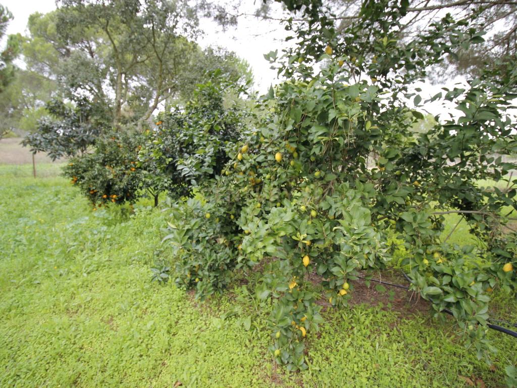 Quinta em Mora - Alentejo - Image 38
