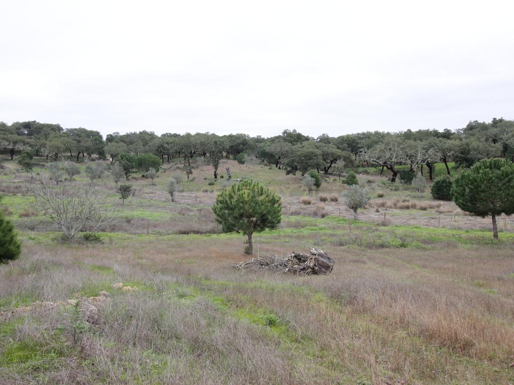 Quinta em Mora - Alentejo - Image 36