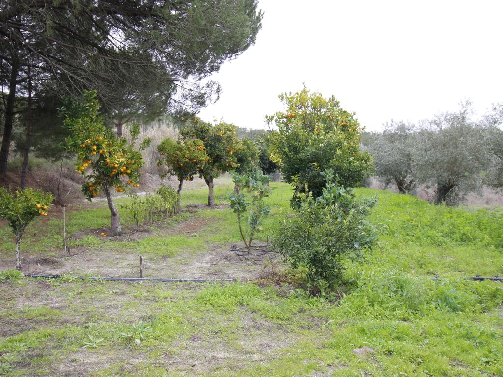 Quinta em Mora - Alentejo - Image 30