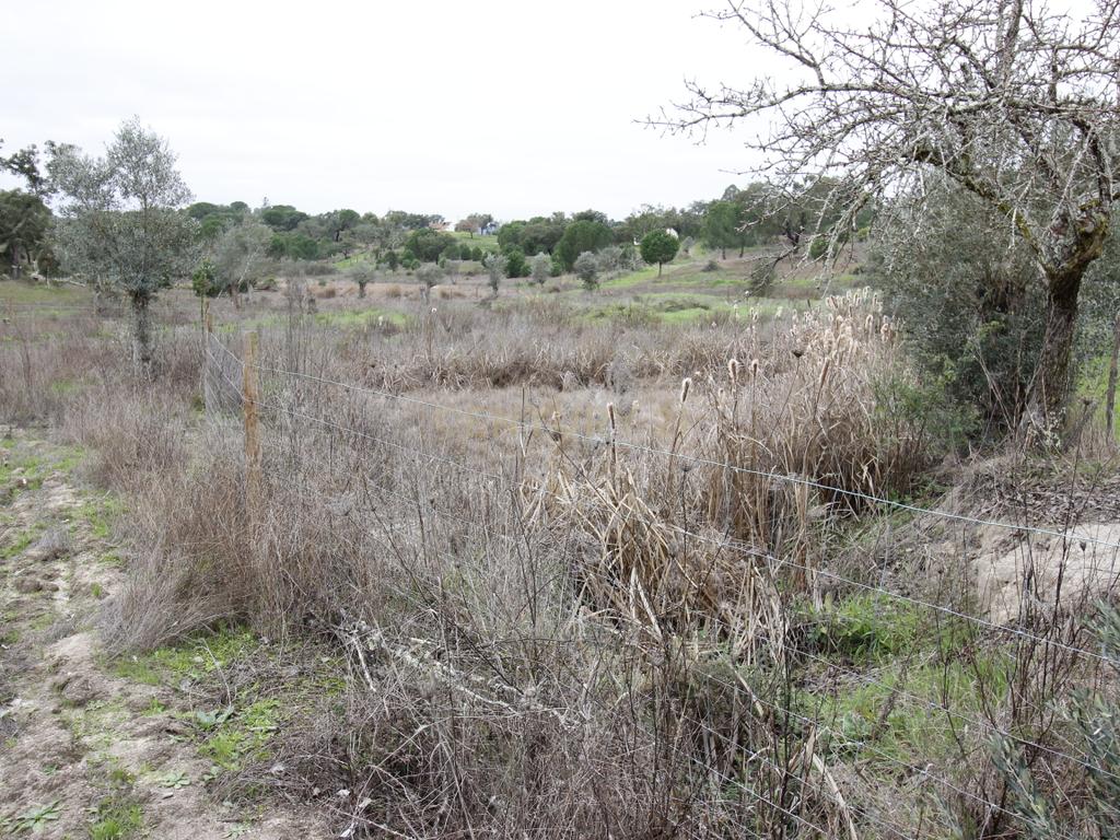 Quinta em Mora - Alentejo - Image 31