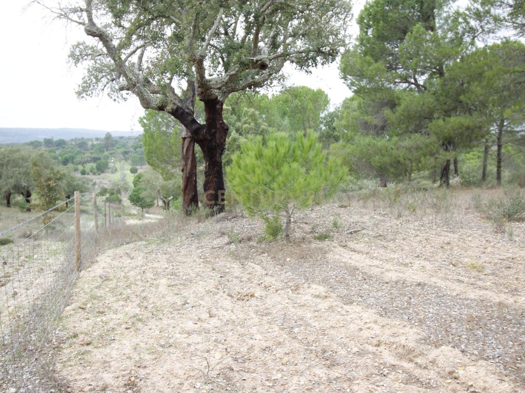 Quinta em Mora - Alentejo - Image 32