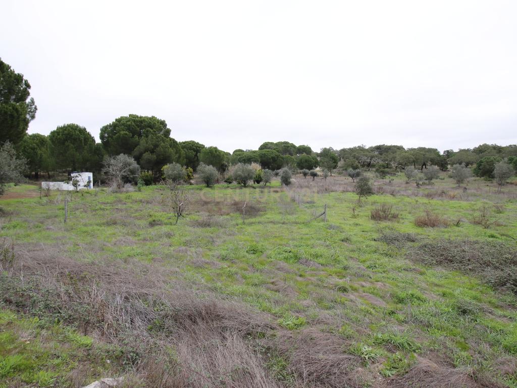 Quinta em Mora - Alentejo - Image 37