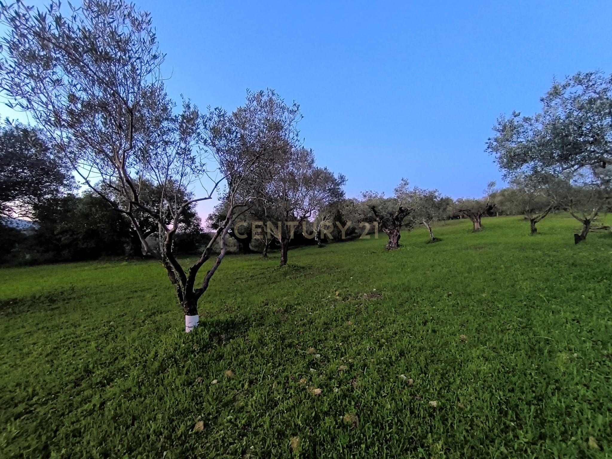 Fotografia 11 de Olival para Venda – Pedrógão, Torres Novas