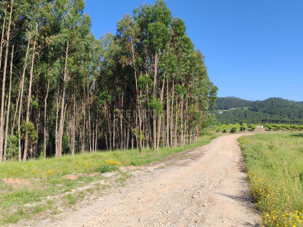  Terreno com 21 hectares - Mafra - Image 7