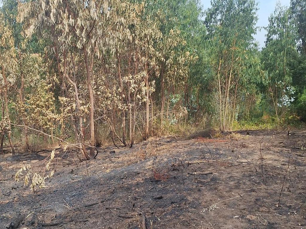 Terreno entre Caldas da Rainha e Benedita e próximo da freguesia de Santa Catarina - Image 2