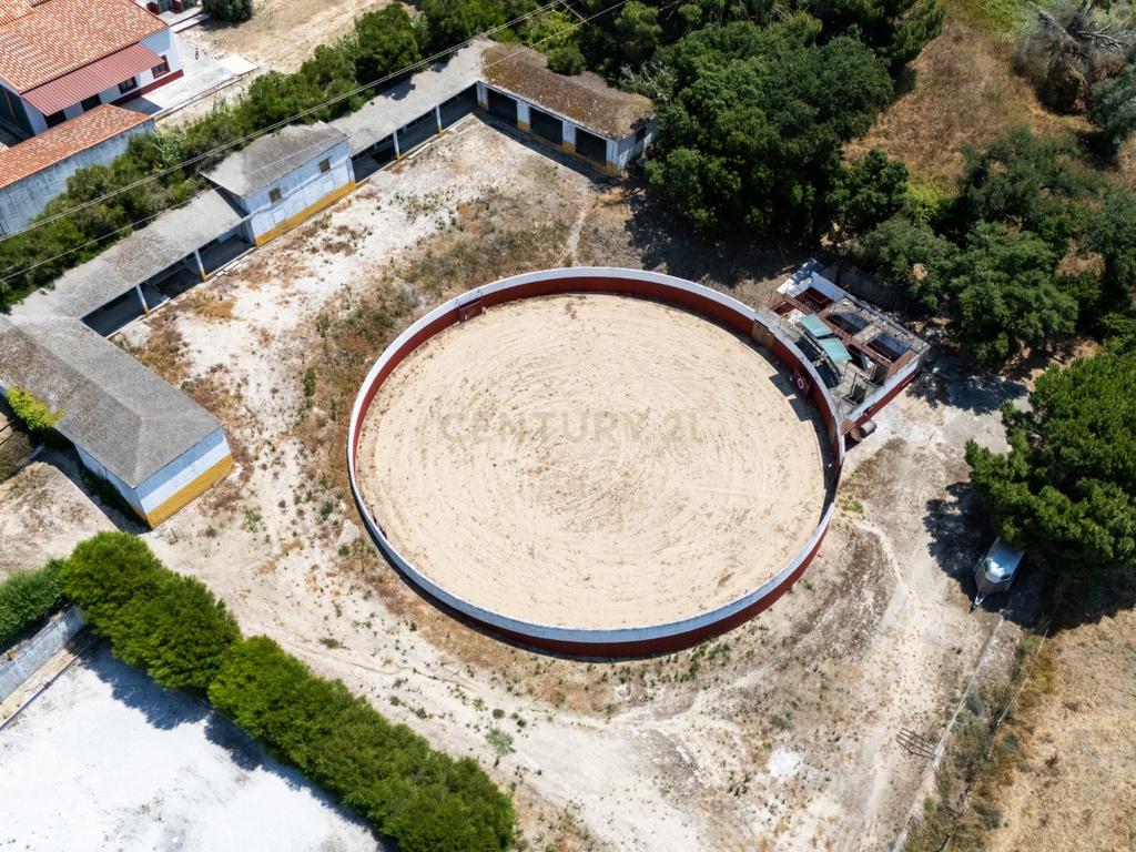 Quinta Equestre a 45 minutos de Lisboa - Image 4