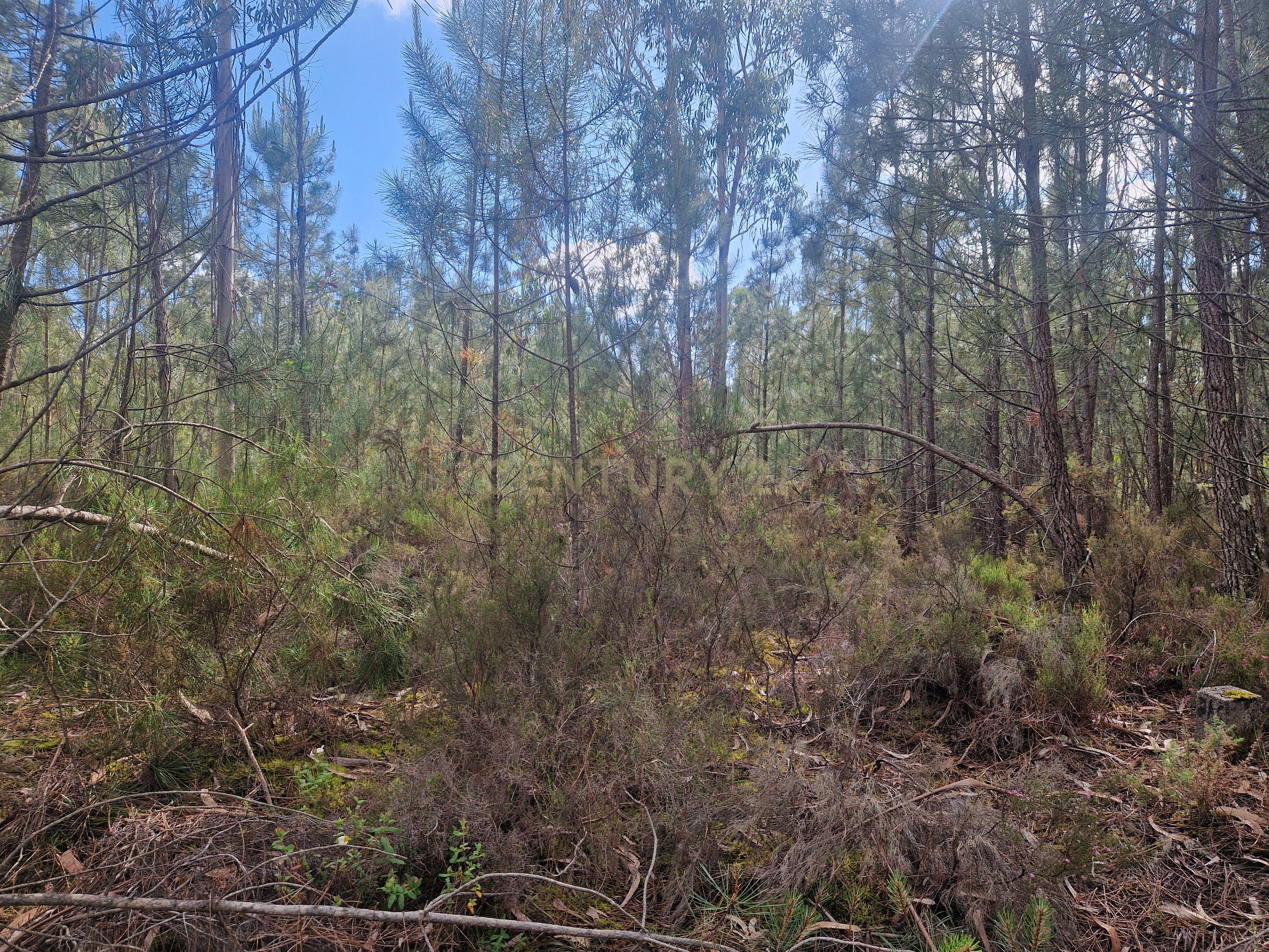 Fotografia 4 de Terreno em Vagos com 770m² - Oportunidade Única!
