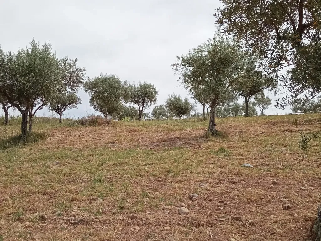 Terreno 8500m2, Lentiscais, Castelo Branco - Image 4