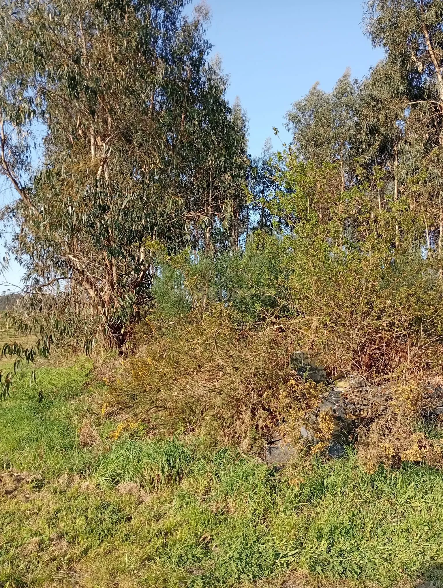 Fotografia 6 de Terreno Rústico em Valongo com Vista Campestre