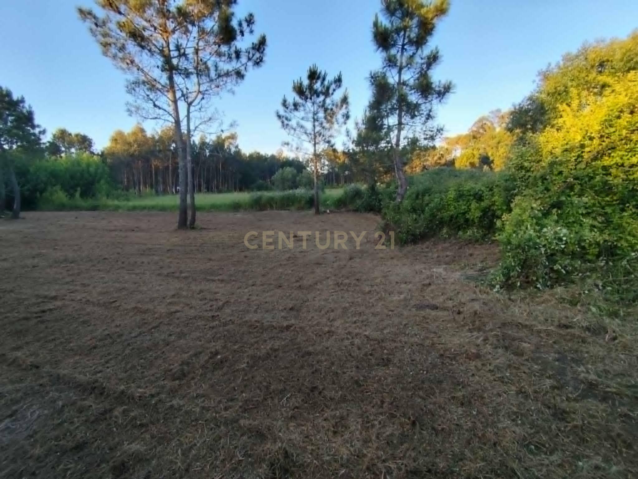Fotografia 3 de Terreno Rústico com 1.360 m² em Vale Sobreiro — Pataias e Martingança
