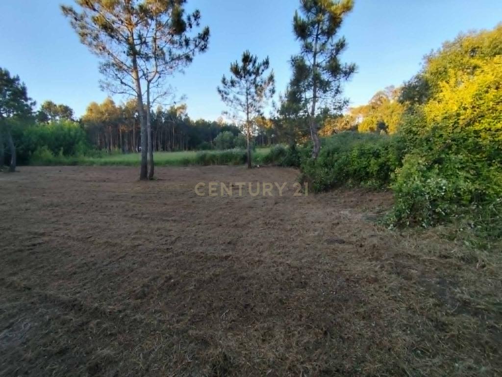 Terreno Rústico com 1.360 m² em Vale Sobreiro — Pataias e Martingança - Image 3