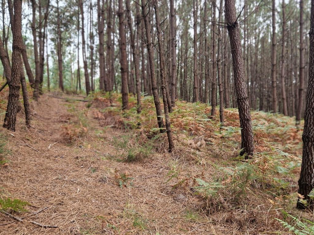 Terreno com 2020m2 para construção em Carnide - Image 38