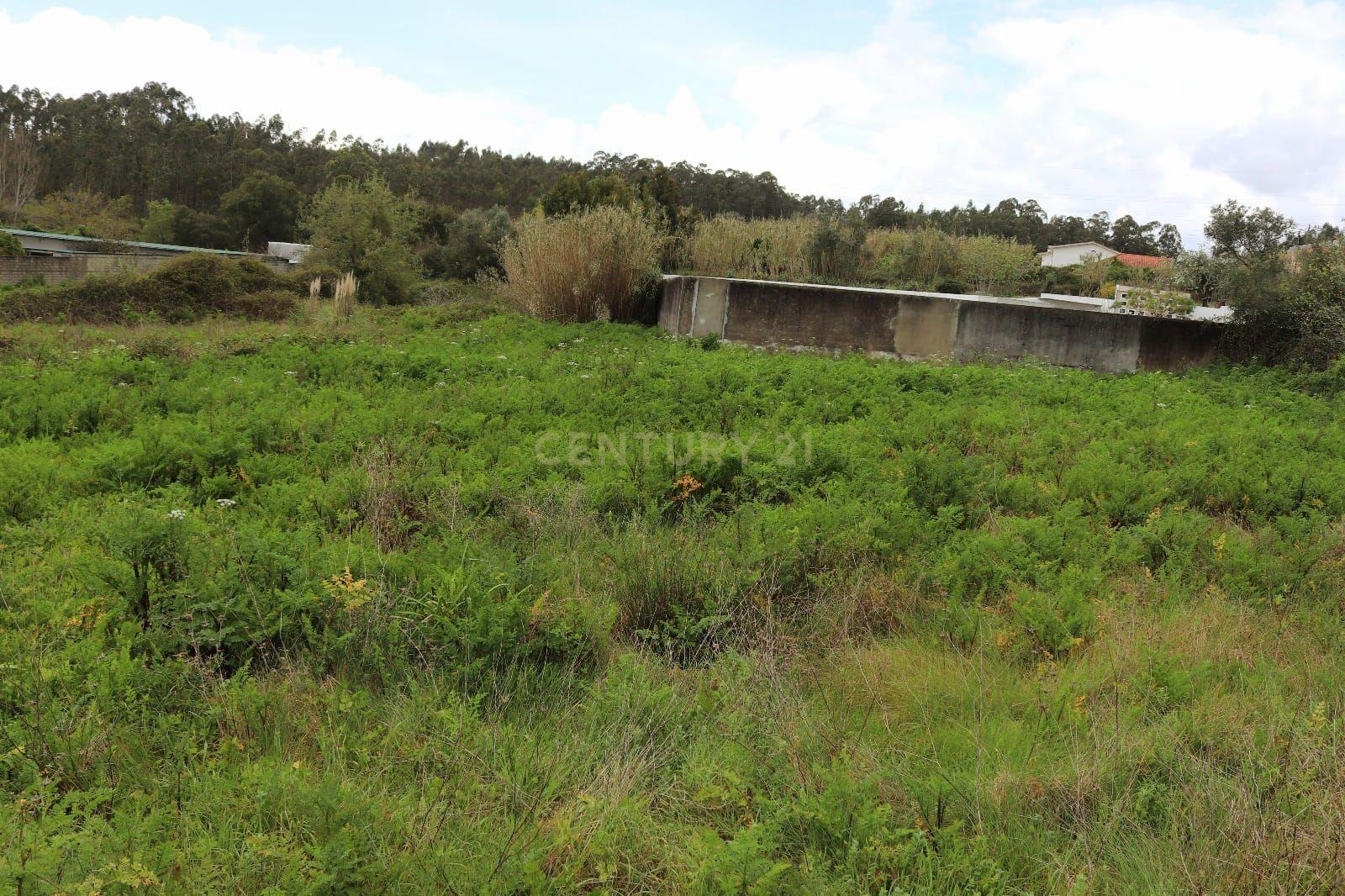 Terreno Rústico em Antanhol, Coimbra – 3.500m² com Árvores de Fruto e Oliveiras - Image 4