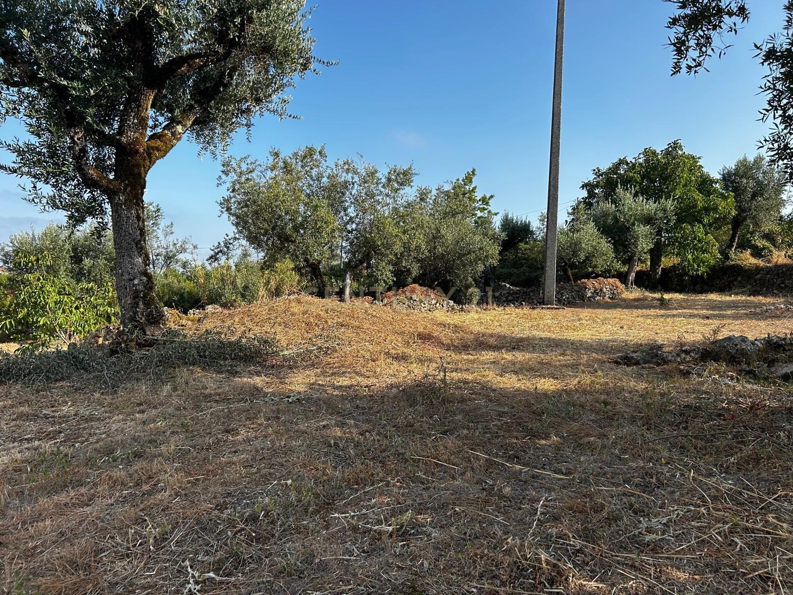 Fotografia 2 de Terreno com ruínas Recuperar em Além da Ribeira, Tomar