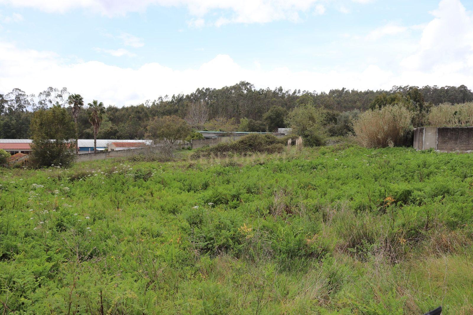 Terreno Rústico em Antanhol, Coimbra – 3.500m² com Árvores de Fruto e Oliveiras - Image 5