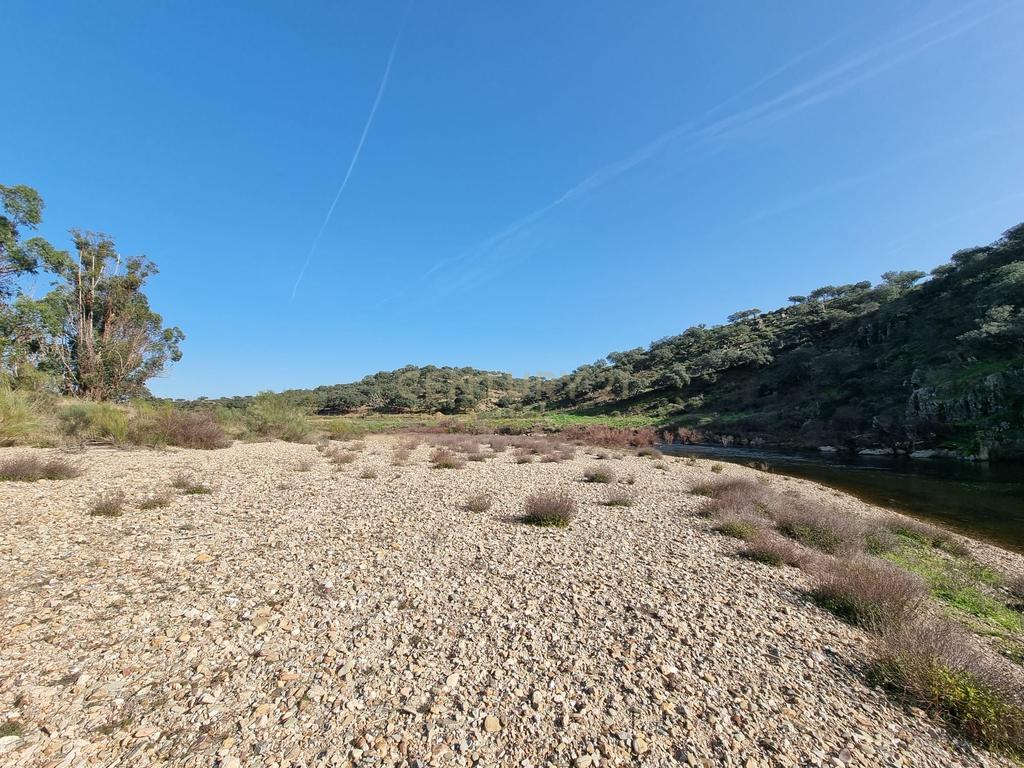 Herdade com Terreno Rústico de 39,7 ha e 1,7 km de Margem de Rio – Fronteira com Espanha - Image 13