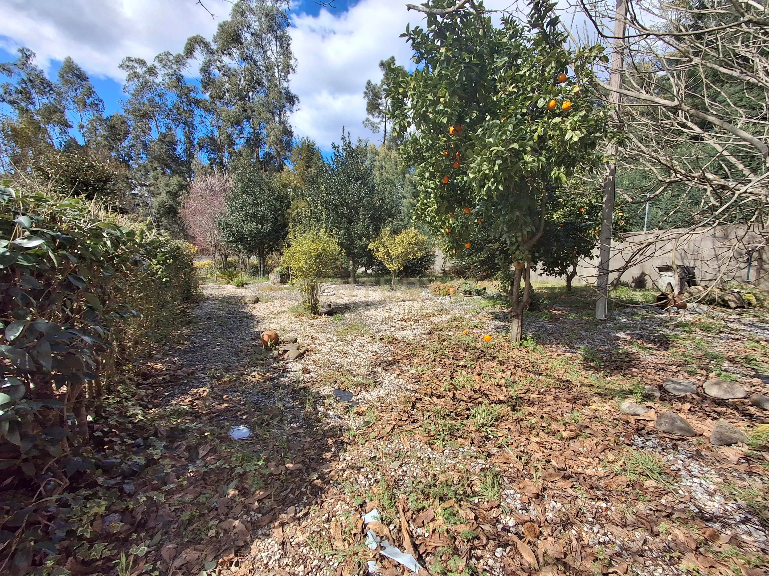 Quinta em Ribeira, Campo de Besteiros, Tondela. - Image 19