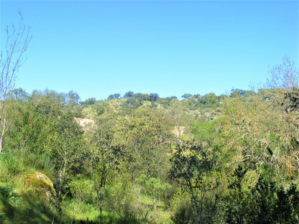 Quinta Típica Alentejana, Licença de Turismo Rural, Arrendamento, Arraiolos - Image 62