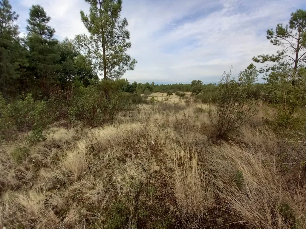 Terreno com Vista Panorâmica em Benquerenças, Castelo Branco - Image 1