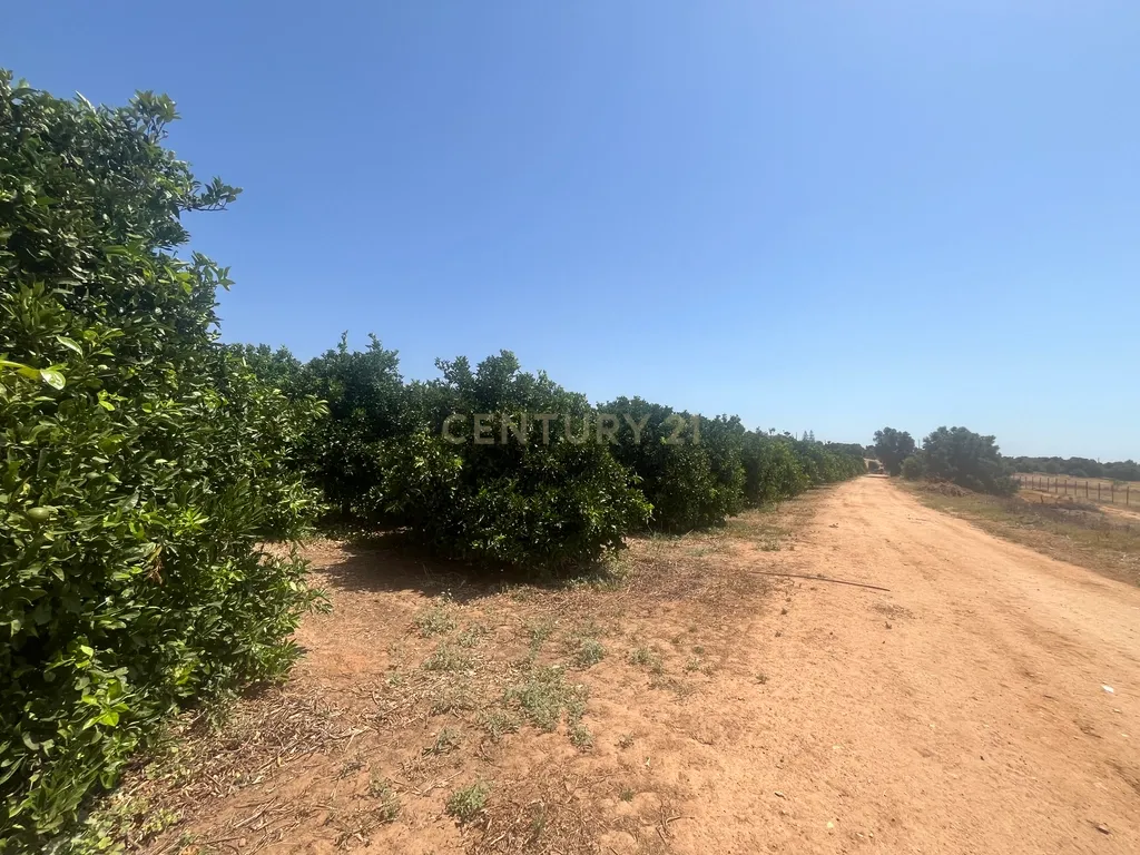 Quinta com 208.790m2, em Plena produção de Citrinos, e estufas, com elevado rendimento. Grande Potencial para projetos com fundos Europeus, e Turismo Rural. - Image 17
