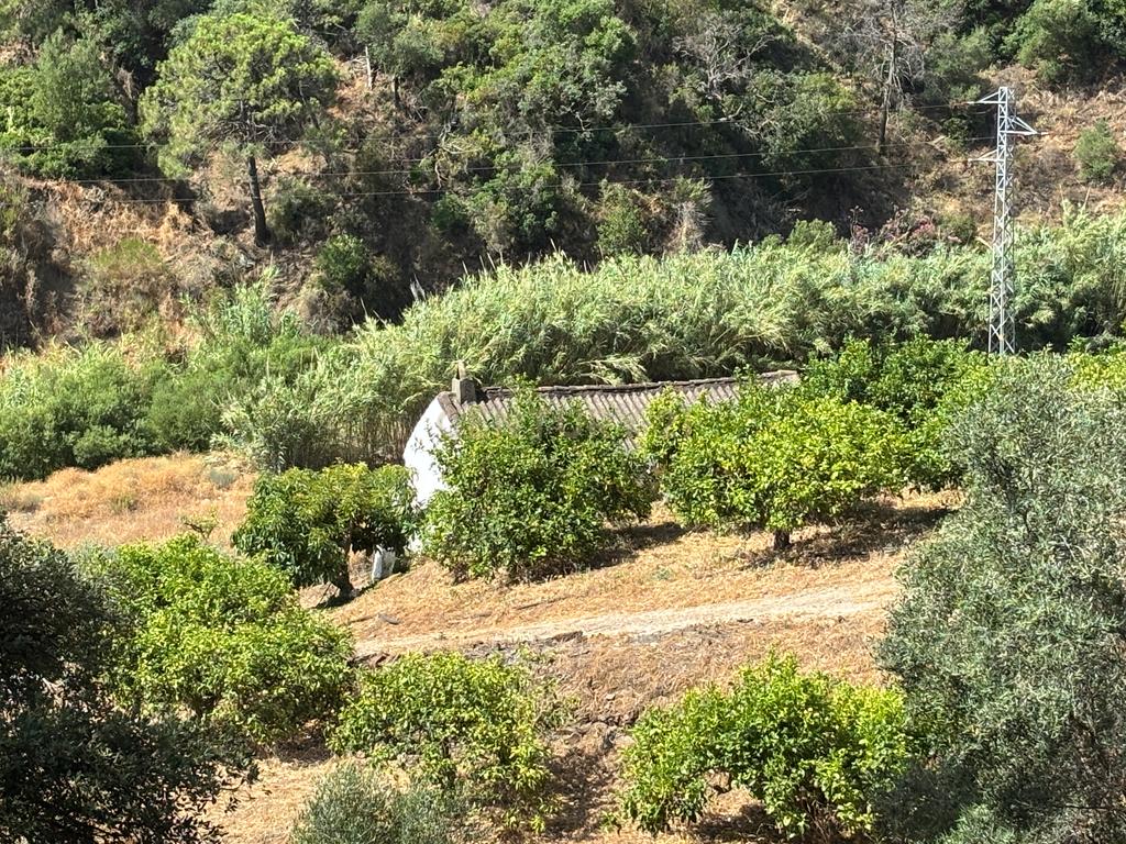 verbatimFazenda ecológica com limões durante todo o ano - Nas margens do rio Padrón - Estepona - Image 8