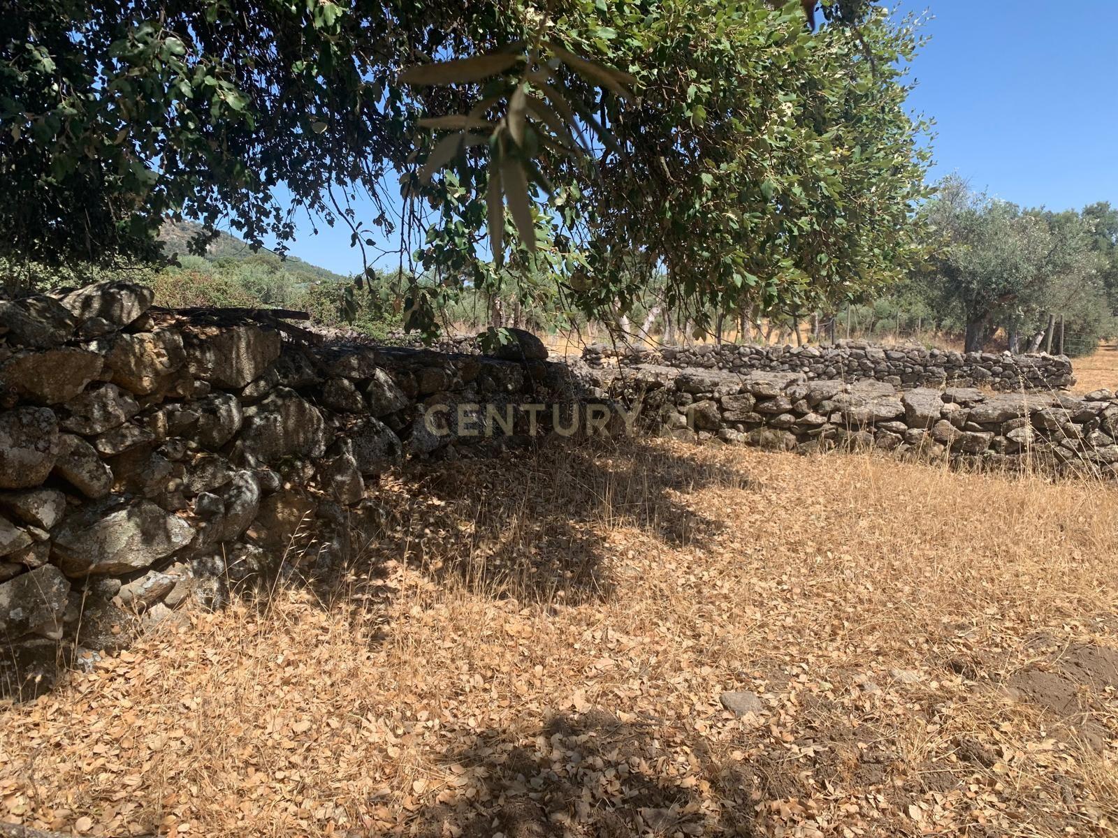 Fotografia 9 de Vende-se Olival em Porto da Boga Portalegre