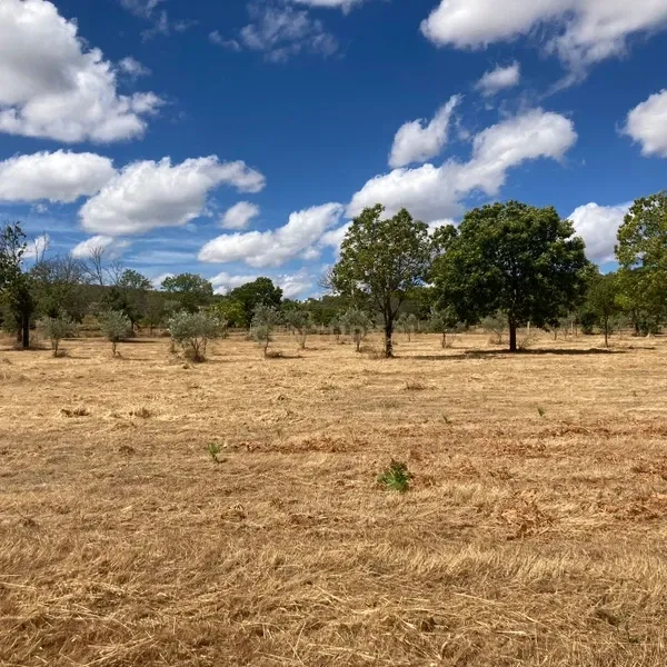 Terreno Agrícola em Pinela, Bragança - Image 3