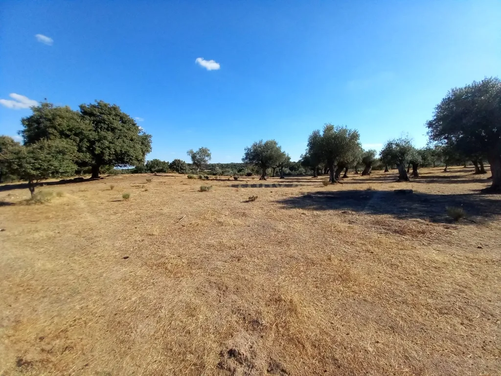 Terreno com Vista Panorâmica em Lardosa, Castelo Branco - Image 5