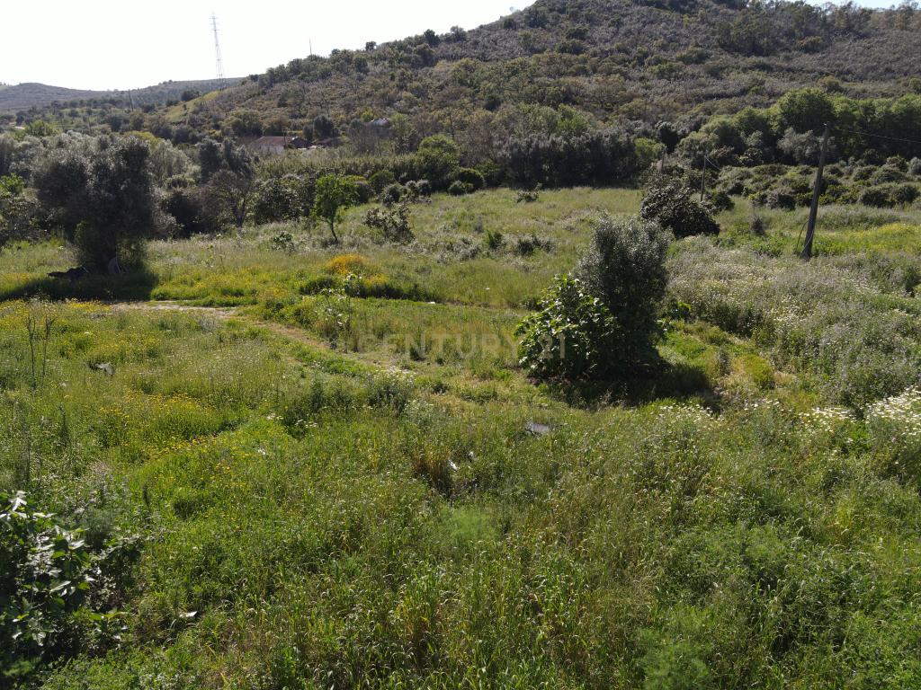 Oportunidade Única – Quinta com Potencial e Ribeira Natural - Image 8