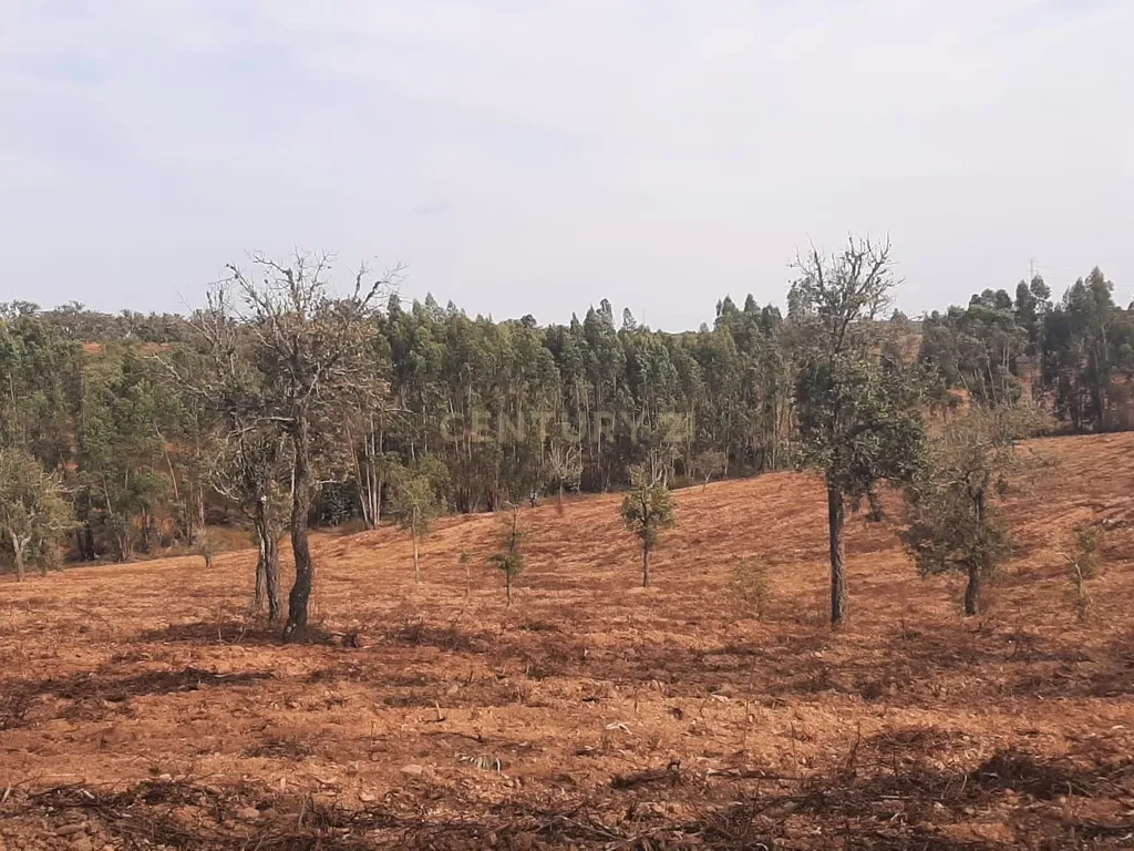 Terreno Rústico com Potencial Agrícola e de Lazer, Ourique, Beja - Image 3