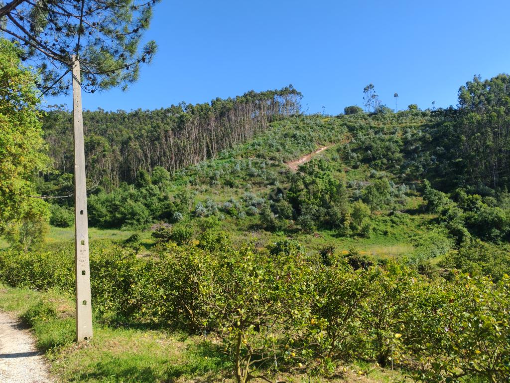 Terreno com Limoeiros | Próximo da Aldeia | Chanca - Mafra - Image 7