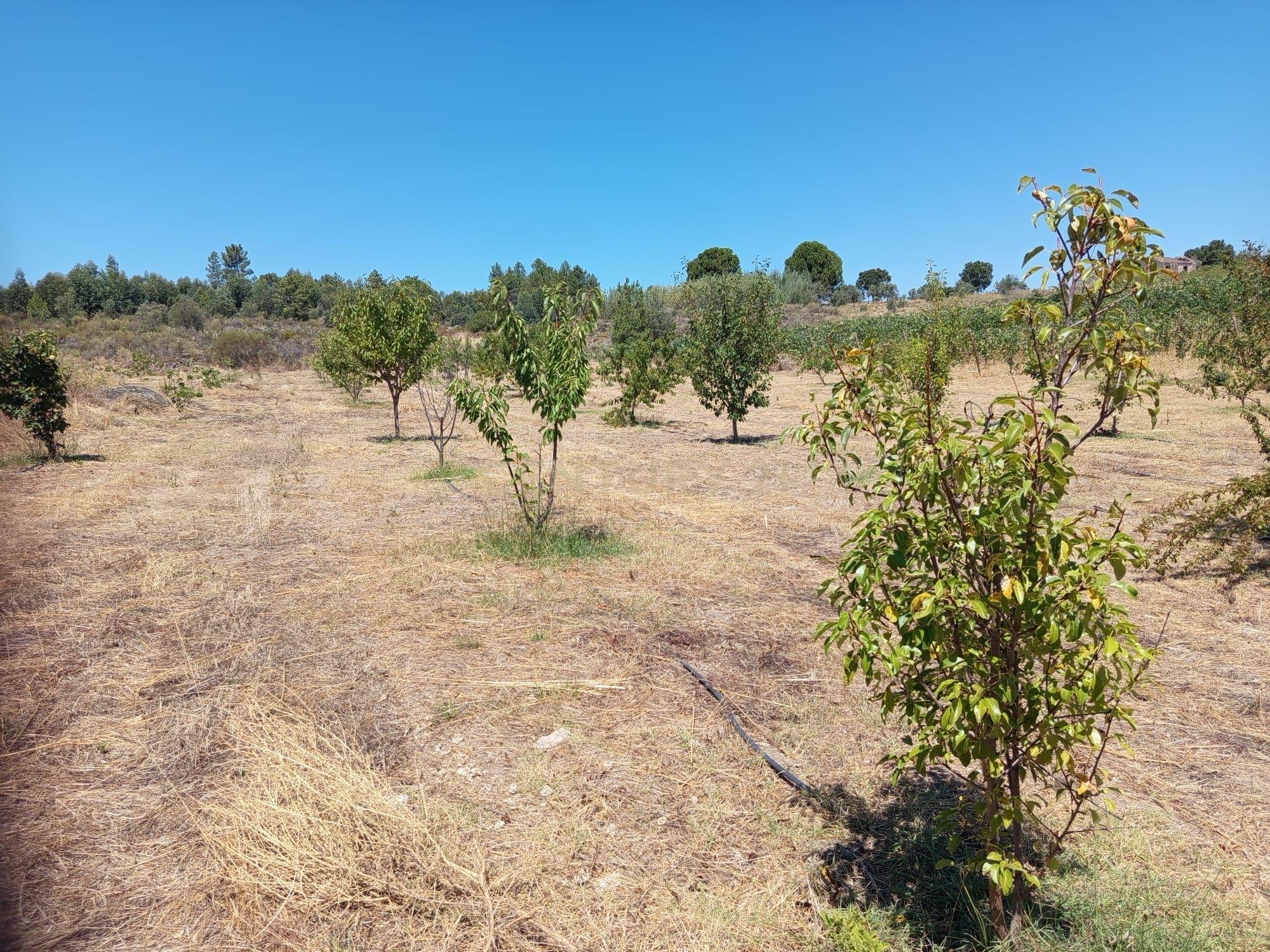 Fotografia 5 de Oportunidade Única: Quinta de 16 Hectares com produção de plantas aromáticas, 2 Ha de rosas DAMASCENA, destilação de óleos essenciais  e actividade e-commerce