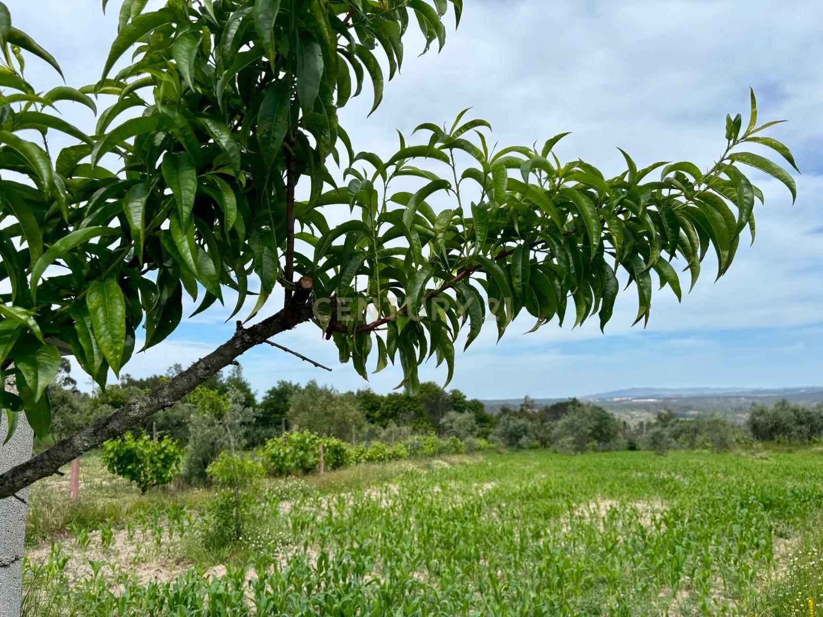 Fotografia 8 de Terreno na Quinta das Lameiras, com furo e vedado