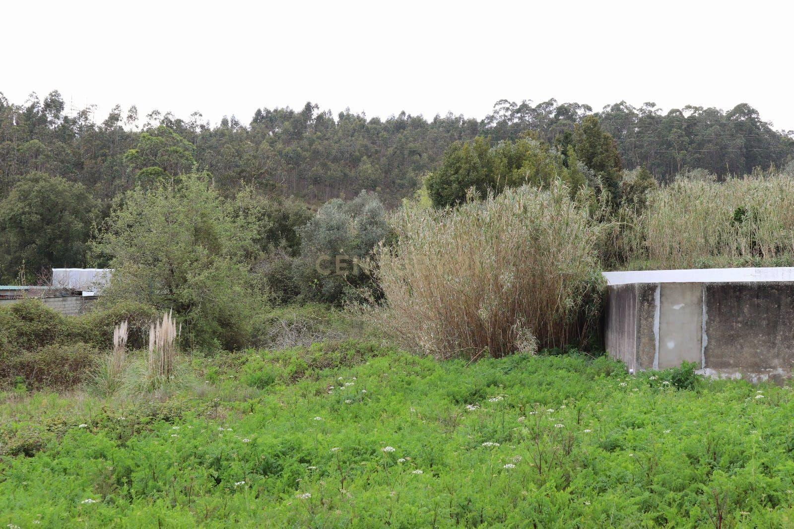 Terreno Rústico em Antanhol, Coimbra – 3.500m² com Árvores de Fruto e Oliveiras - Image 2