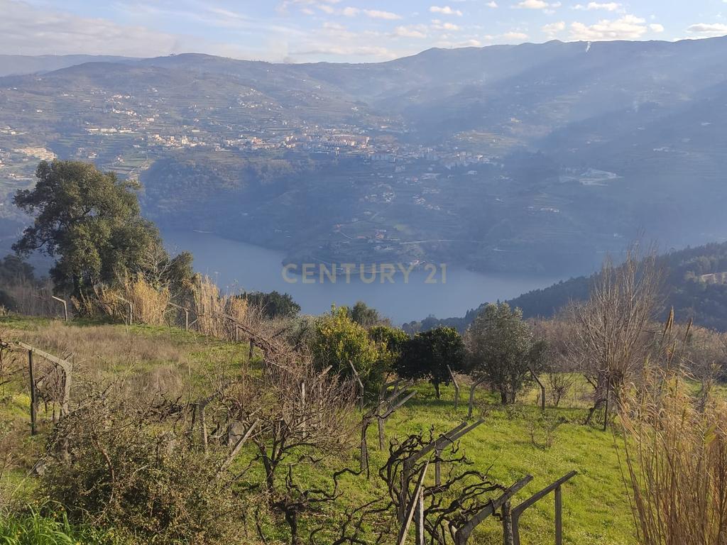 Terreno com casinha e vista para o rio Douro, em S. Tomé de Covelas, Baião para projeto agrícola - Image 84
