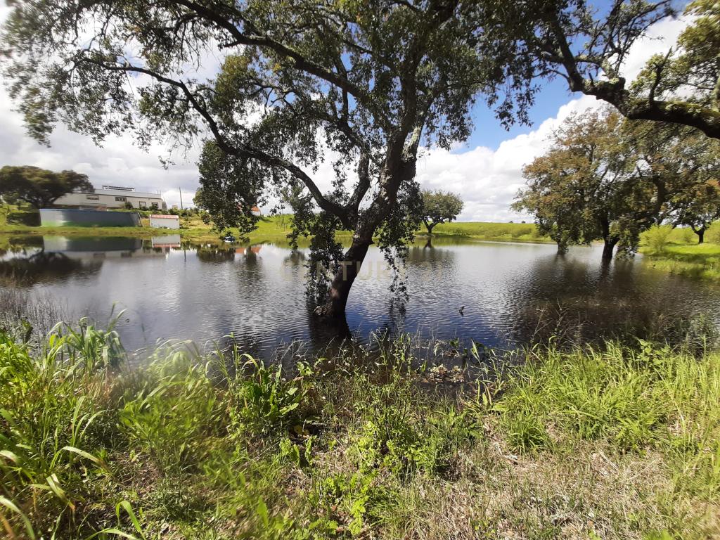Quinta com 14,9 Hectares em Foros de Vale de Figueira , concelho de Montemor-o-Novo, distrito de Évora - Image 9