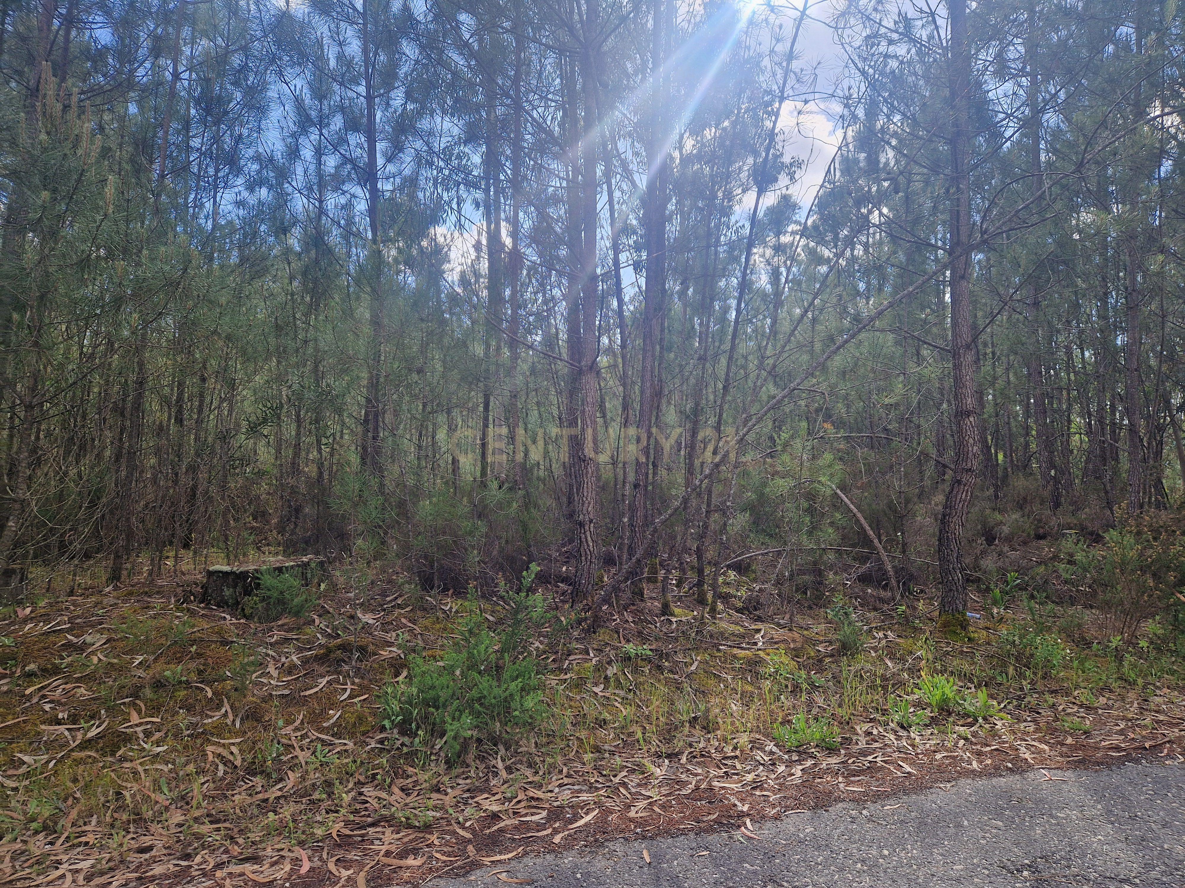 Fotografia 3 de Terreno em Vagos com 770m² - Oportunidade Única!