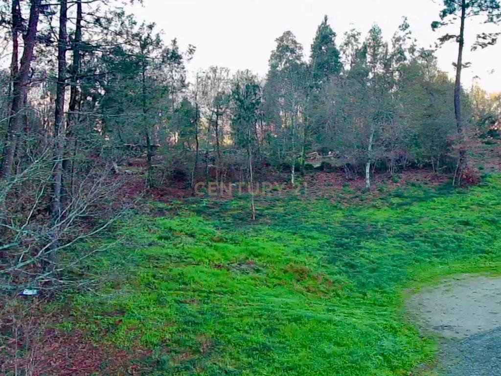 Quinta e Herdade Povoa de Lanhoso (Aceita se propostas) - Image 7