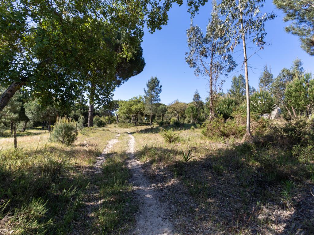 Quinta a 1 hora de Lisboa - Cortiçadas de Lavre - Próximo novo Aeroporto!!! - Image 100