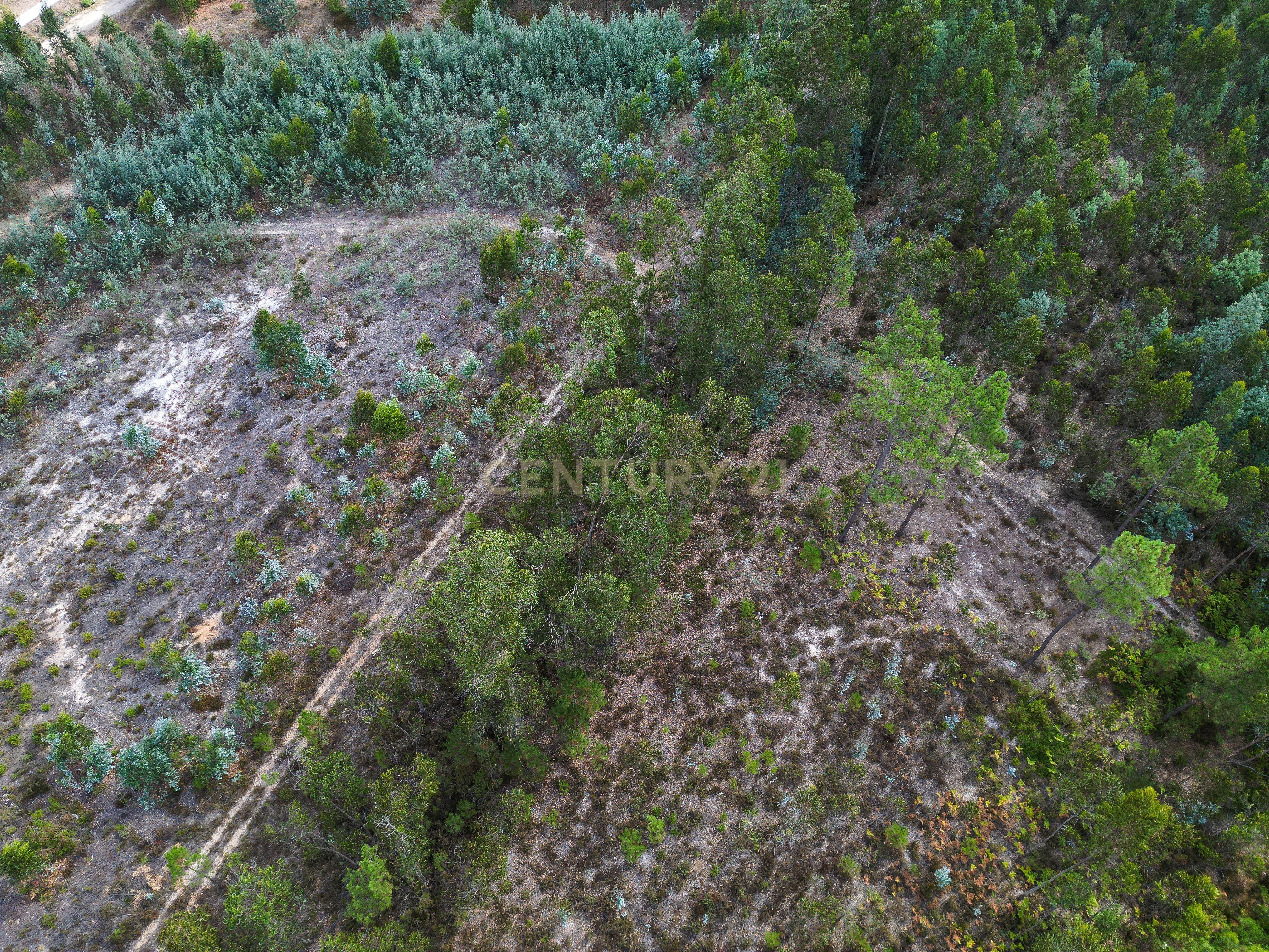 Fotografia 6 de Pinhal com cerca de 720 m² em Canazieira – Cabeça Alta, Montemor-o-Velho