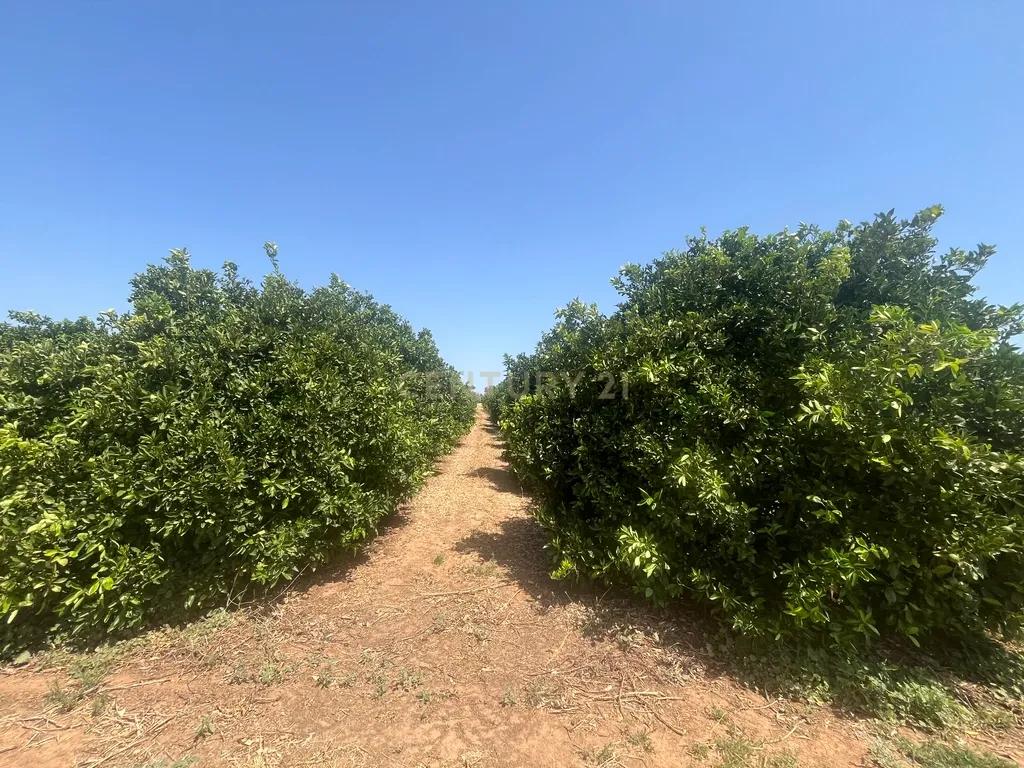 Quinta com 208.790m2, em Plena produção de Citrinos, e estufas, com elevado rendimento. Grande Potencial para projetos com fundos Europeus, e Turismo Rural. - Image 15