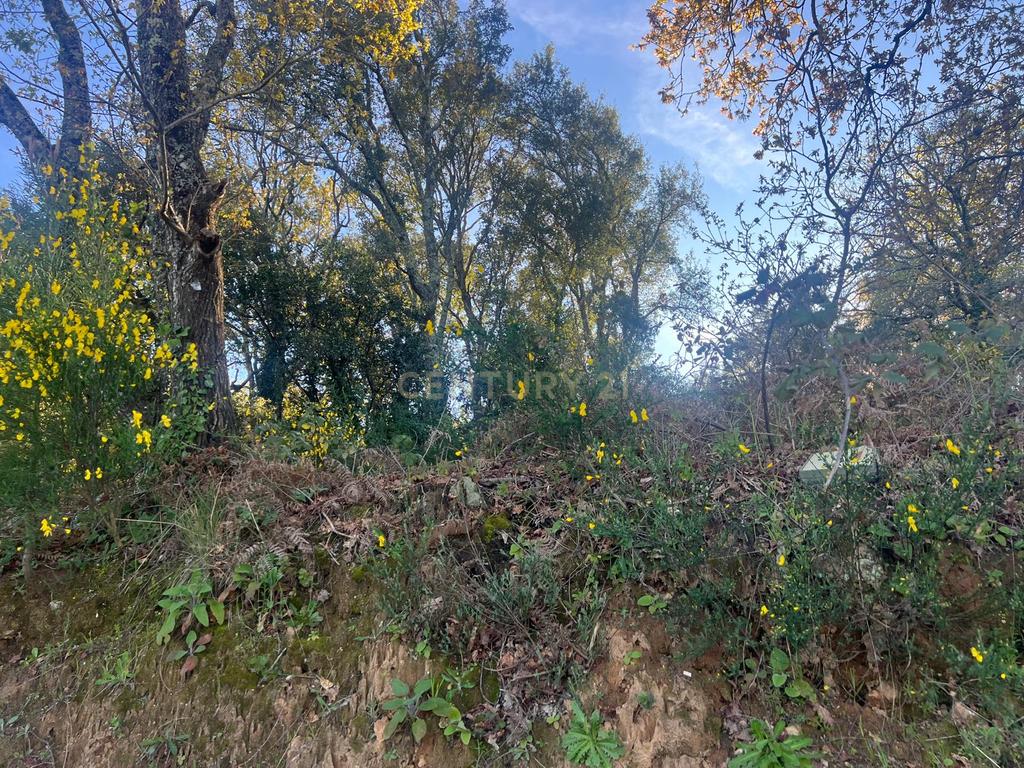 Terreno com 12.900 m² e Vistas Desafogadas na Tapada – Figueiró dos Vinhos - Image 7