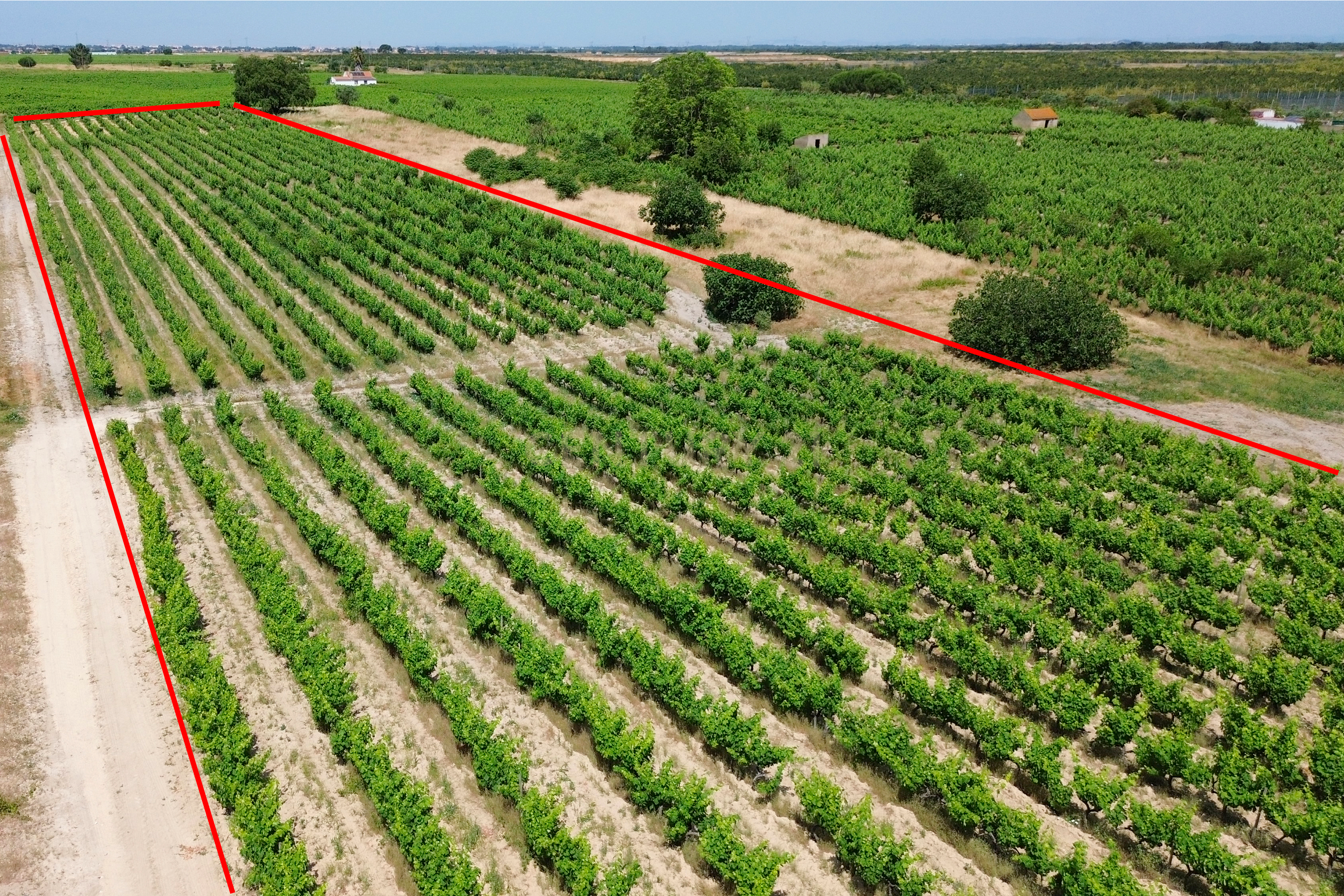 Fotografia 3 de Terreno no Lau com vinhas certificadas