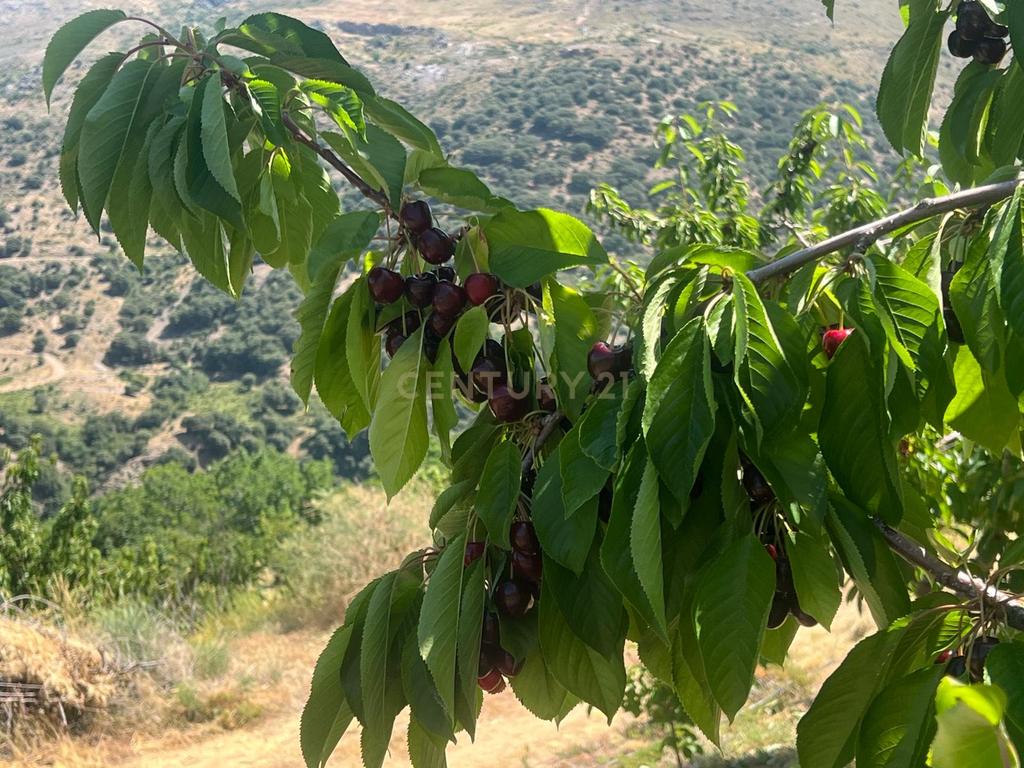Terreno Rústico em Granada com Árvores Frutíferas e Água - Image 14