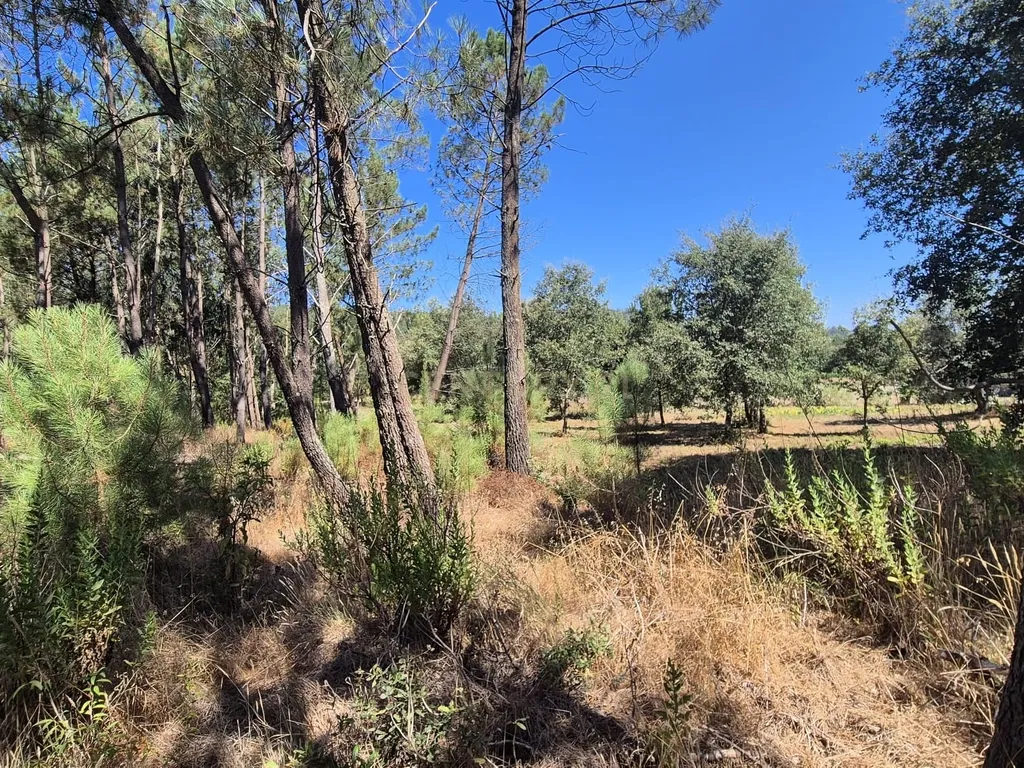 Terreno para Construção em Pombal, Leiria - Oportunidade Única! - Image 29