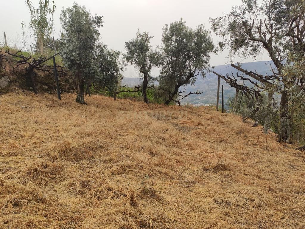 Terreno com casinha e vista para o rio Douro, em S. Tomé de Covelas, Baião para projeto agrícola - Image 34