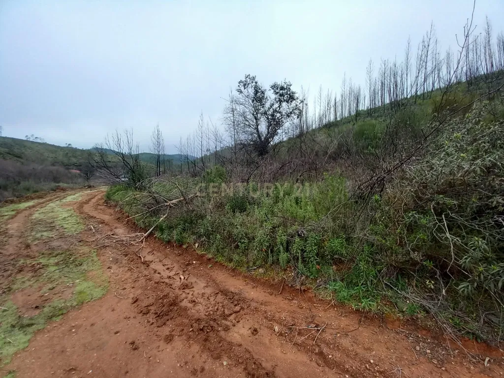 Terreno Rustico com 10000m2 Sobrainho da Ribeira - Image 12