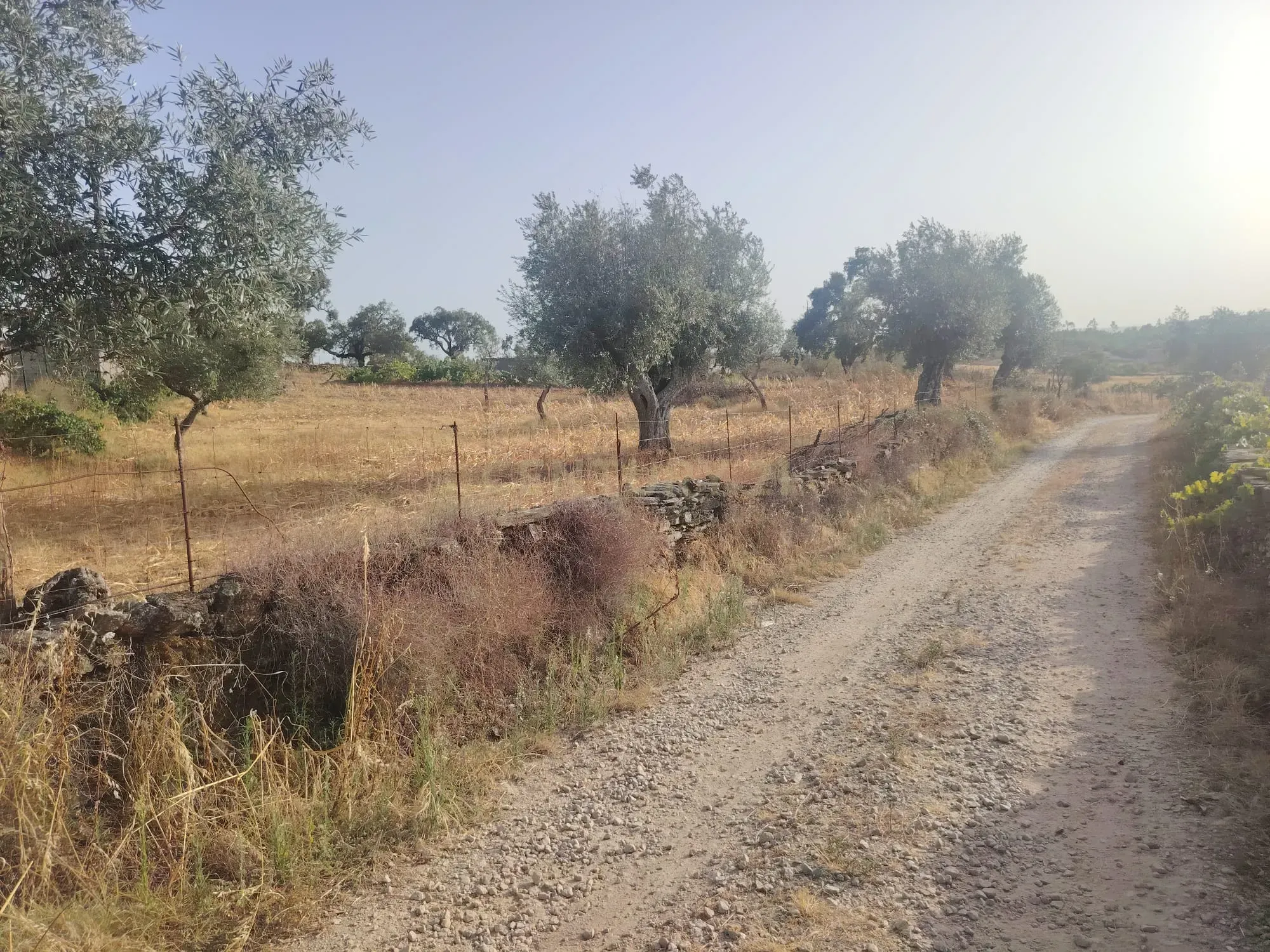 Fotografia 8 de OPORTUNIDADE DE INVESTIMENTO | TERRENO RÚSTICO, AMARELOS